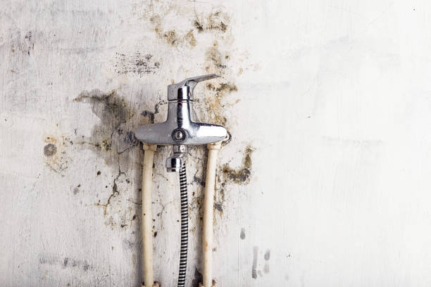 Best Office Mold Removal Services  in Toulon, IL