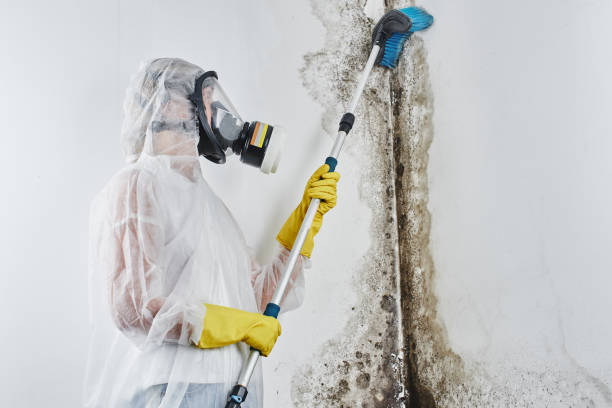Best Fast Mold Removal  in Toulon, IL