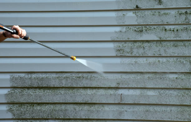 Best Toxic Mold Removal  in Toulon, IL