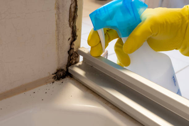 Best Certified Mold Removal  in Toulon, IL