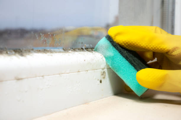 Best Mold Damage Repair  in Toulon, IL