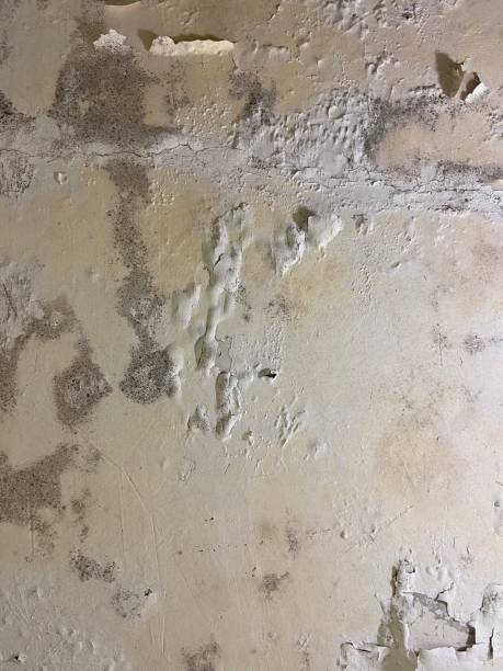 Best Residential Mold Removal  in Toulon, IL