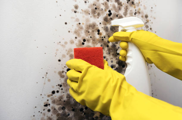 Best Water Damage Restoration  in Toulon, IL