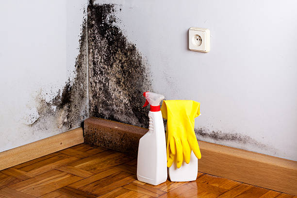 Best Attic Mold Removal  in Toulon, IL